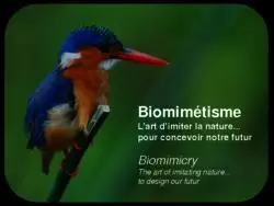 Biomimétisme : l\'art dimiter la nature