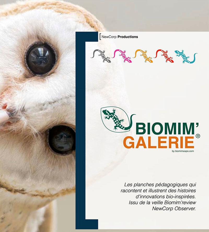 Biomimétisme : une galerie d’exemples d’innovations bio-inspirées