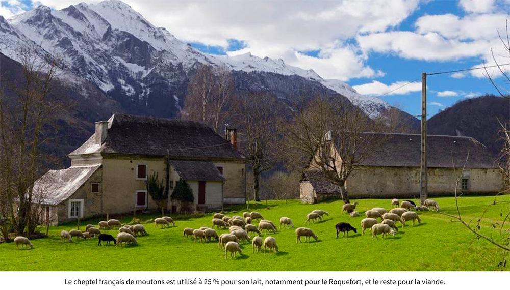 La laine made in France veut retisser sa filière 