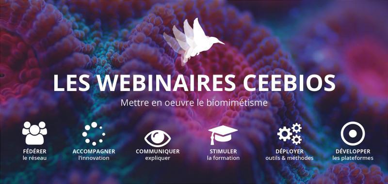 Biomimétisme : des conférences en ligne pour mieux comprendre cette approche
